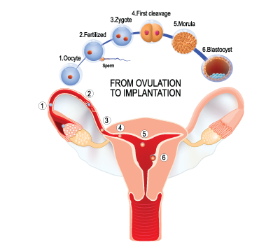 When Does Implantation Bleeding Occur