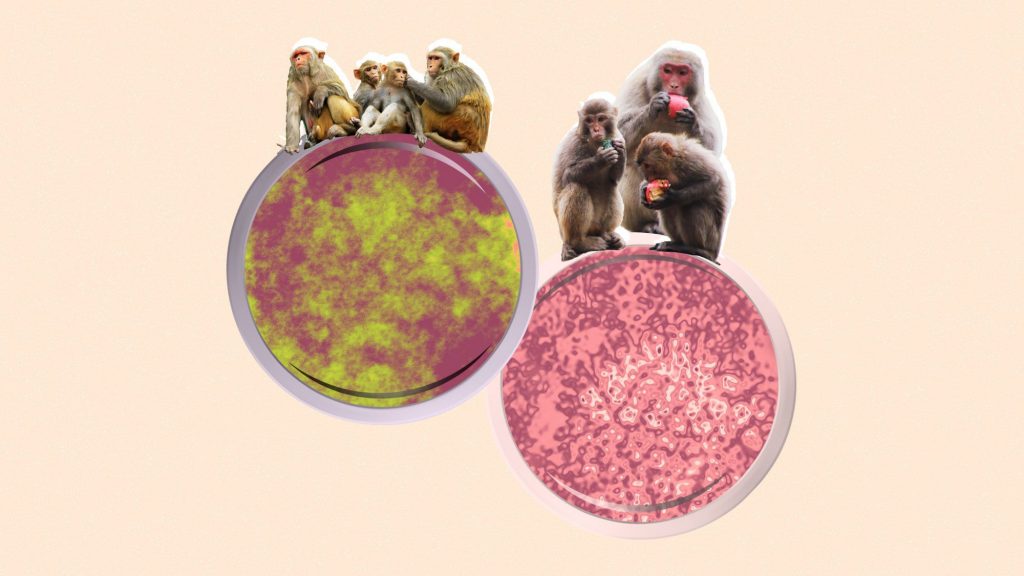 What is Monkey Pox and How is it Transmitted