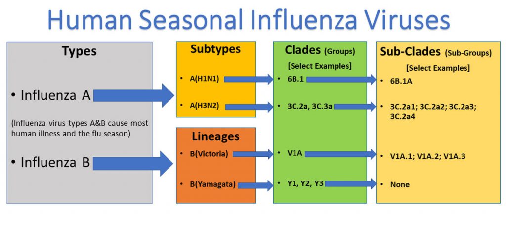 Flu A vs Flu B